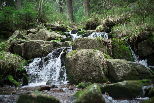 Frühlingserwachen im Harz